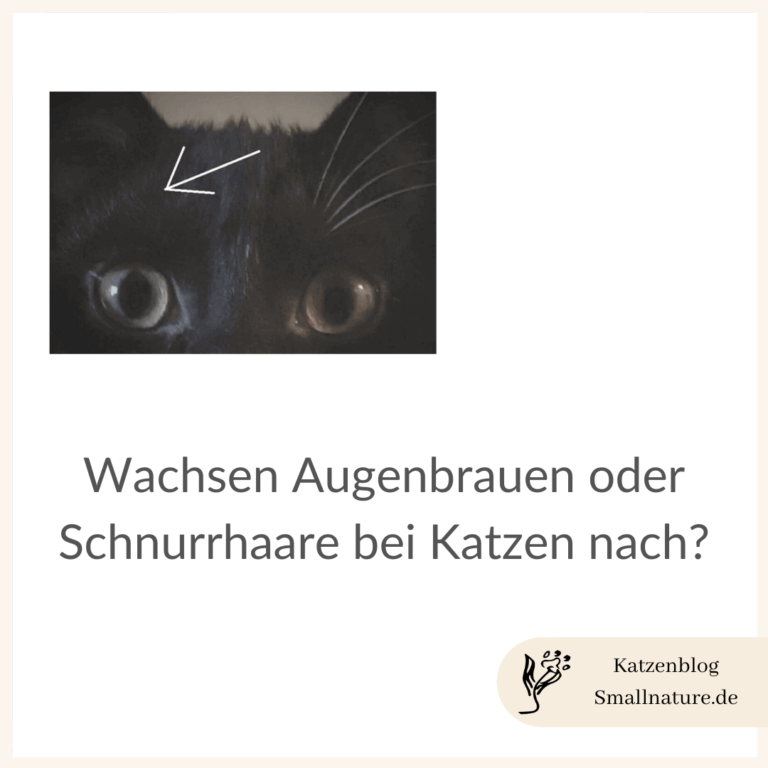 Wachsen Augenbrauen bei Katzen nach? Oder Schnurrhaare?