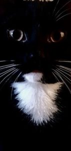 Katzenblog: 100+ jahreszeitliche Ratgeber für deine Katzen katzenblog-pfötchen