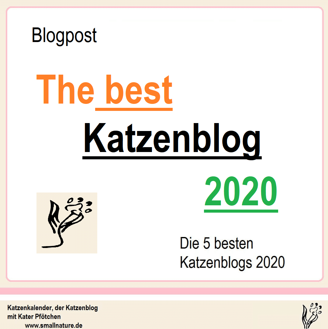 die-5-besten-katzenblogs-2020