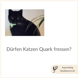 katzen-quark