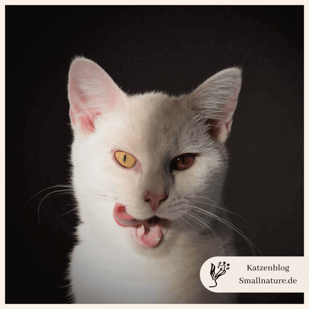 Die 3 Katzen-Blogger - Wer schreibt hier eigentlich? katze-floeckchen