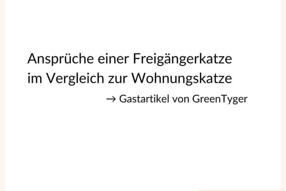 ansprueche-freigaenger-katze-wohnungs-katze-hauskatze